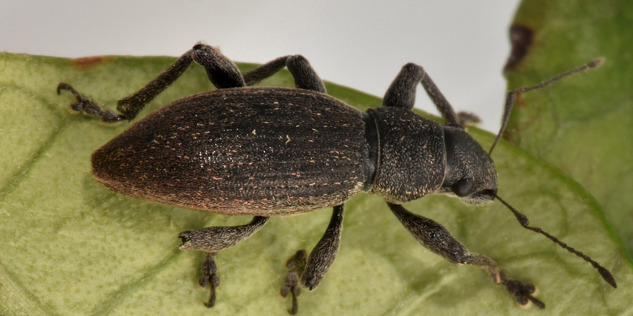 Curculionidae: Brachyderes sp.?  S, Brachyderes incanus